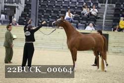 22BUCK_00664 proof