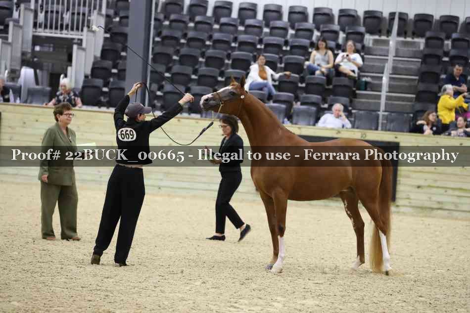 Proof 22BUCK_00665