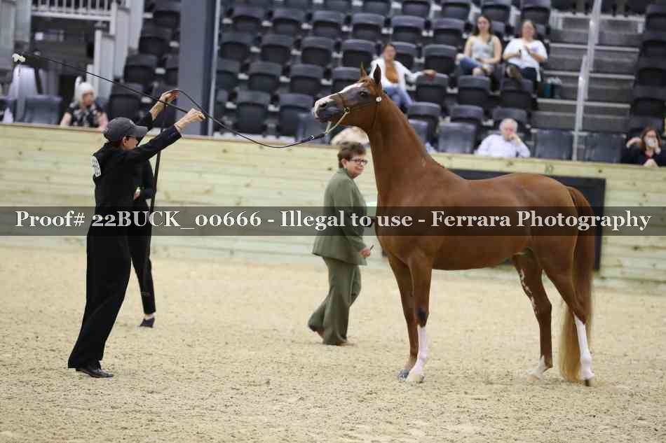 Proof 22BUCK_00666