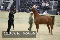22BUCK_00666 proof