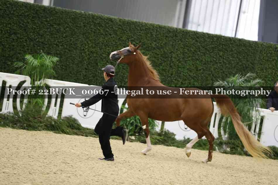 Proof 22BUCK_00667