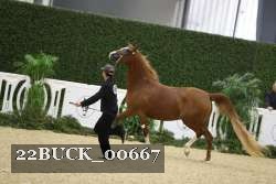 22BUCK_00667 proof