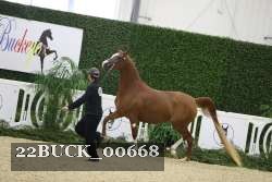 22BUCK_00668 proof