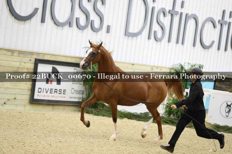Proof 22BUCK_00670