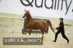 22BUCK_00671 proof