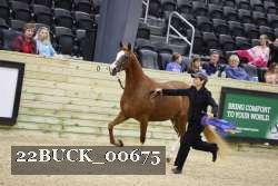 22BUCK_00675 proof