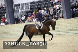 22BUCK_00856 proof