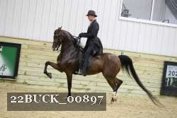22BUCK_00897 proof
