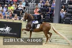 22BUCK_01096 proof
