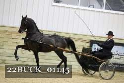 22BUCK_01145 proof