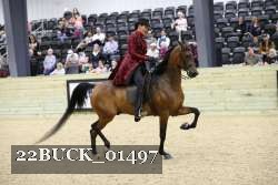 22BUCK_01497 proof