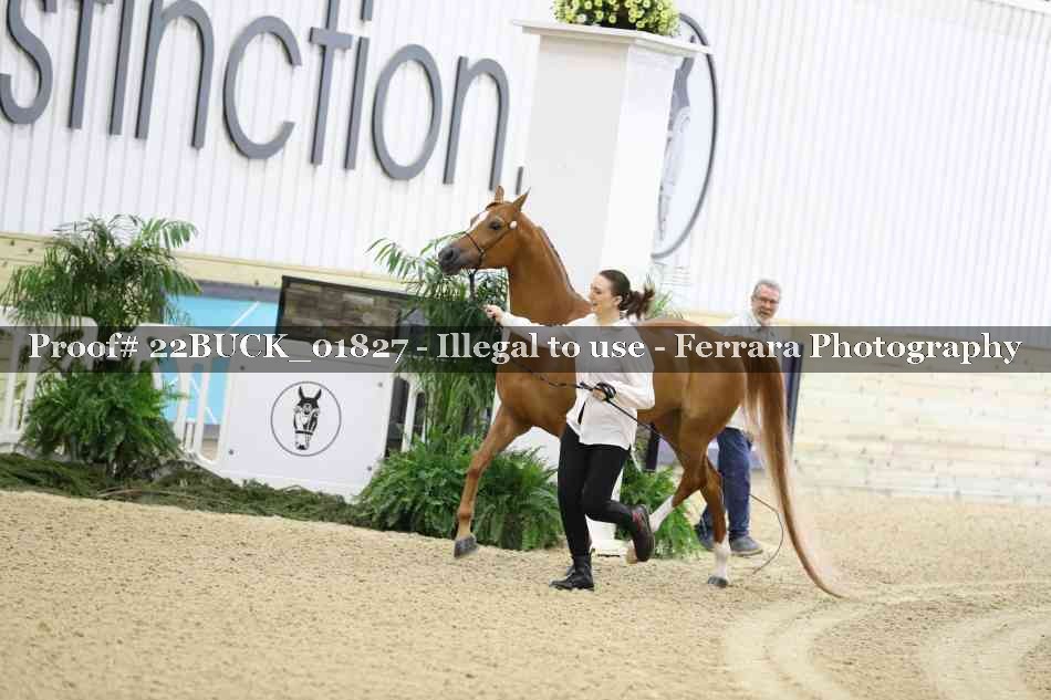 Proof 22BUCK_01827