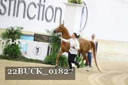 22BUCK_01827 proof