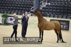 22BUCK_01832 proof