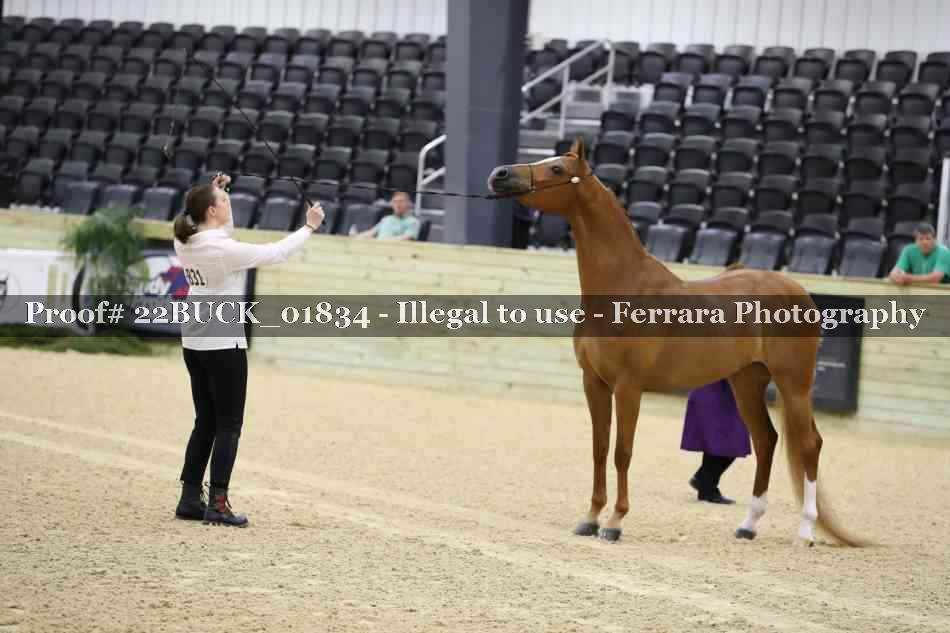 Proof 22BUCK_01834