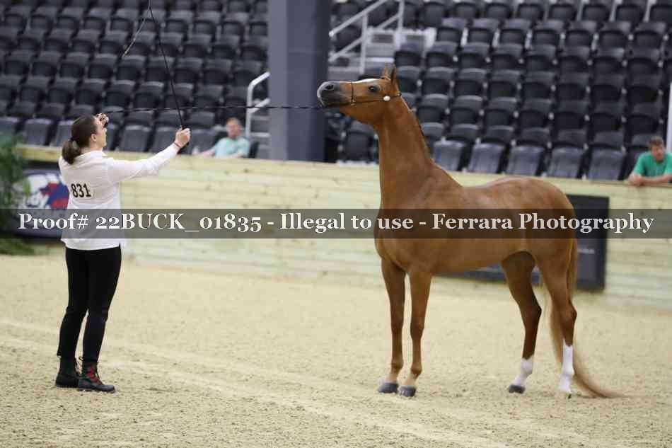 Proof 22BUCK_01835