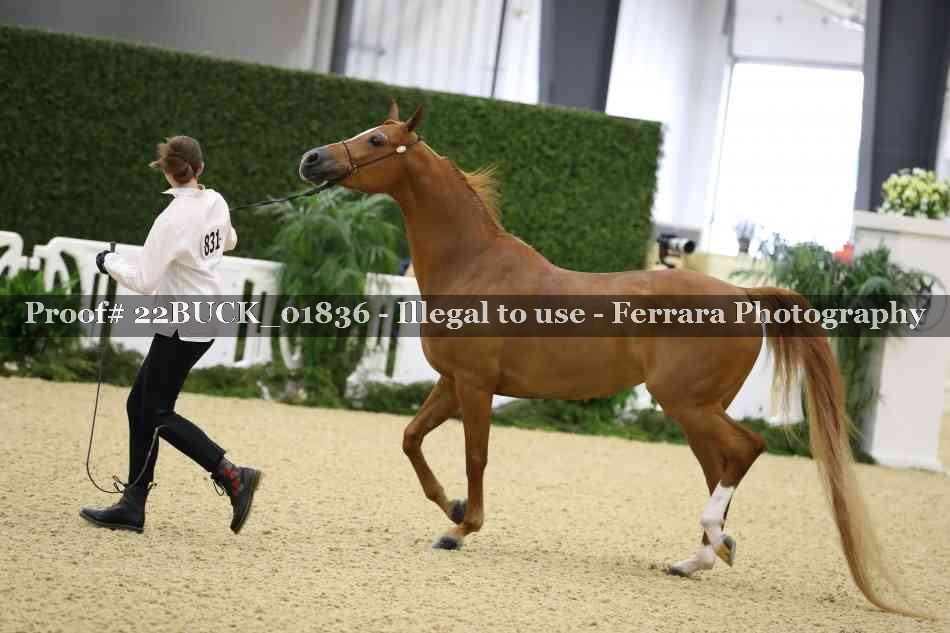 Proof 22BUCK_01836