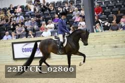 22BUCK_02800 proof