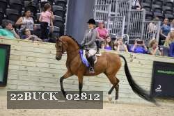 22BUCK_02812 proof