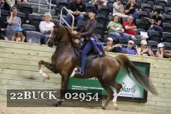 22BUCK_02954 proof