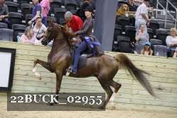 22BUCK_02955 proof