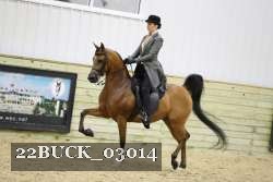 22BUCK_03014 proof