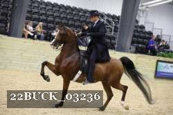 22BUCK_03236 proof