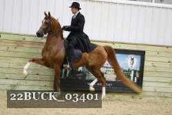 22BUCK_03401 proof