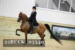 22BUCK_03540 proof