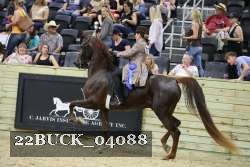 22BUCK_04088 proof