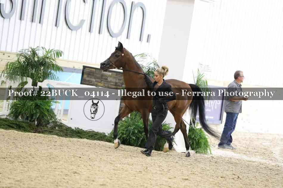 Proof 22BUCK_04114