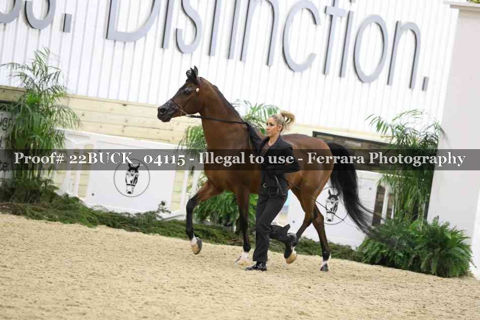 Proof 22BUCK_04115