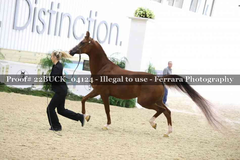 Proof 22BUCK_04124