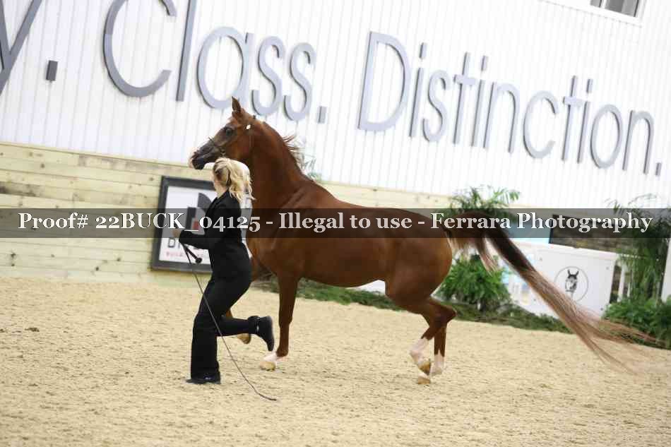 Proof 22BUCK_04125