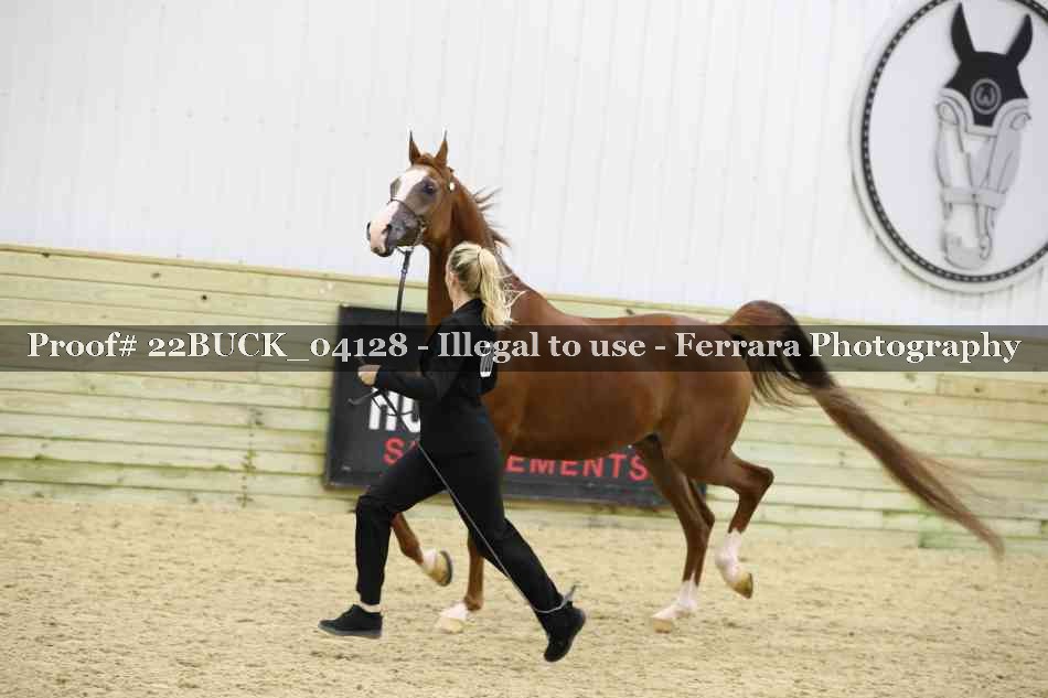 Proof 22BUCK_04128