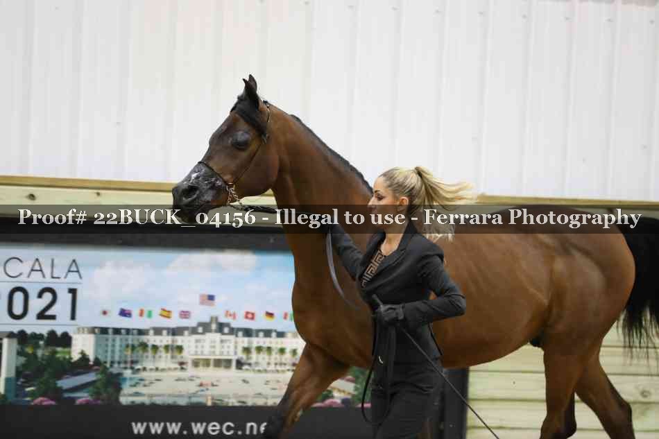 Proof 22BUCK_04156