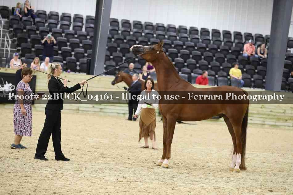 Proof 22BUCK_04161