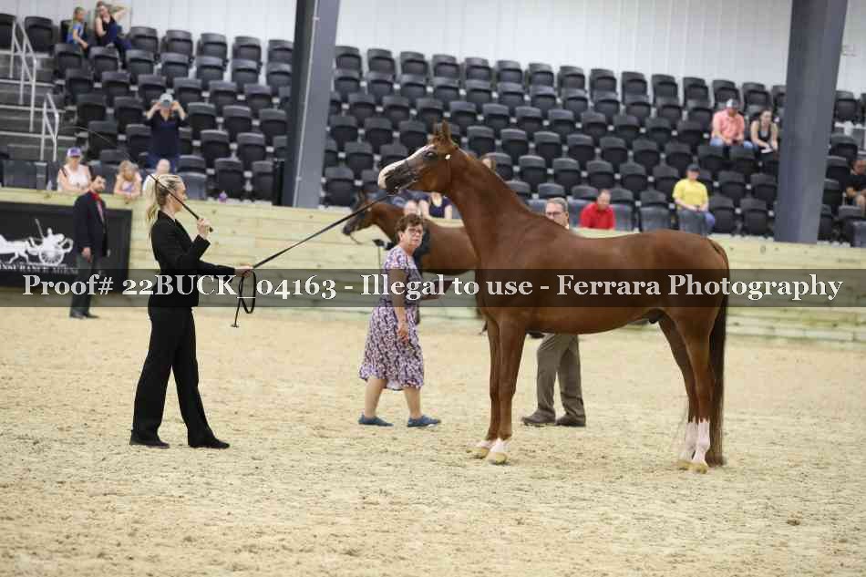 Proof 22BUCK_04163