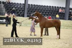 22BUCK_04163 proof