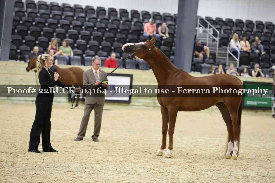 Proof 22BUCK_04164