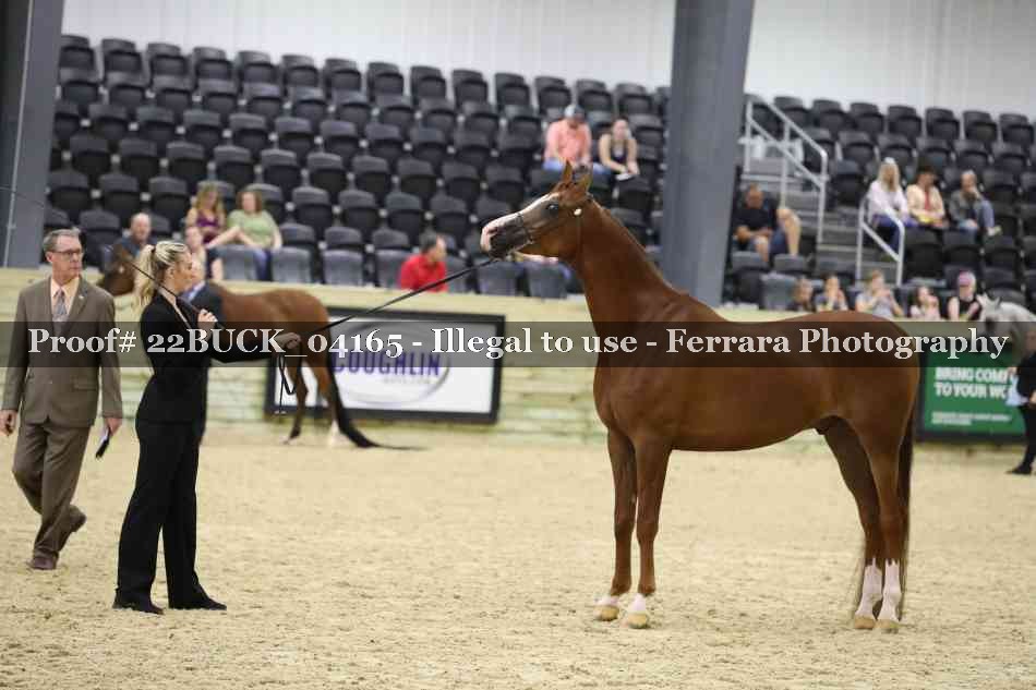 Proof 22BUCK_04165