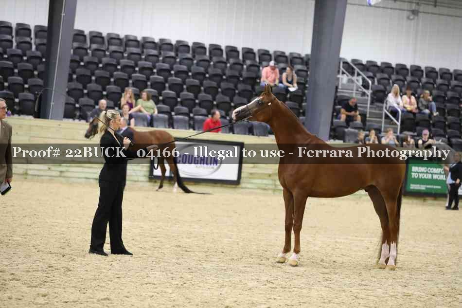Proof 22BUCK_04166