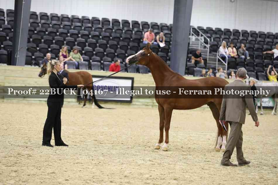 Proof 22BUCK_04167