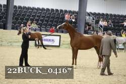 22BUCK_04167 proof