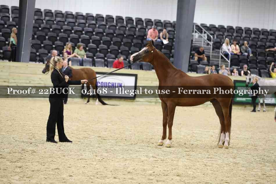 Proof 22BUCK_04168