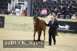 22BUCK_04171 proof