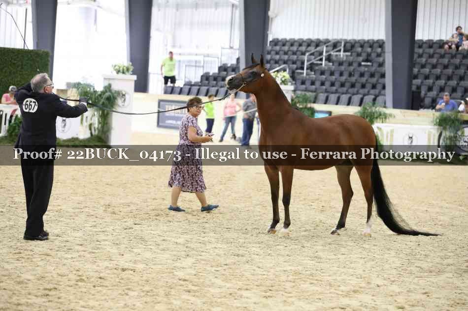 Proof 22BUCK_04173