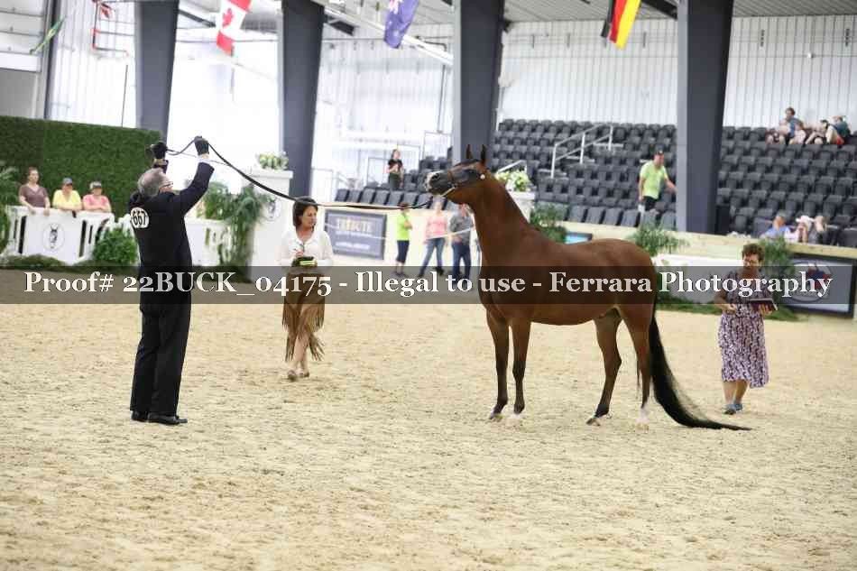 Proof 22BUCK_04175