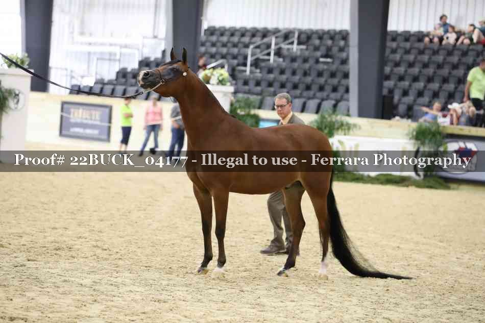 Proof 22BUCK_04177