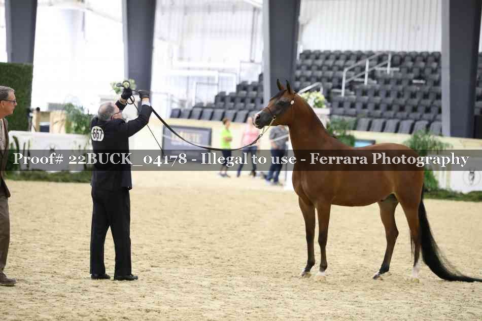 Proof 22BUCK_04178